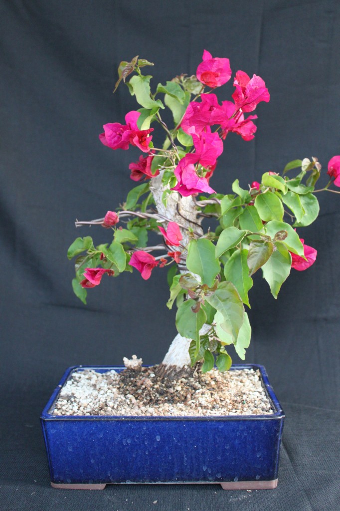 bougainvillea bonsai