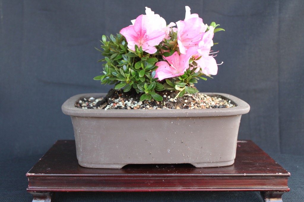 satsuki azalea bonsai