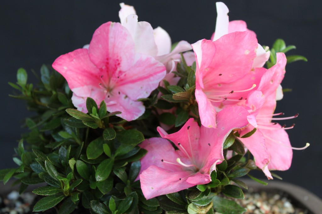 satsuki azalea bonsai