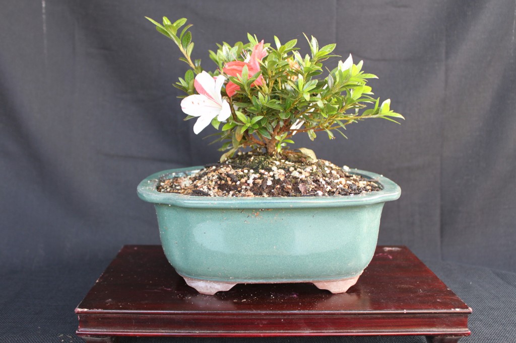 Azalea Bonsai