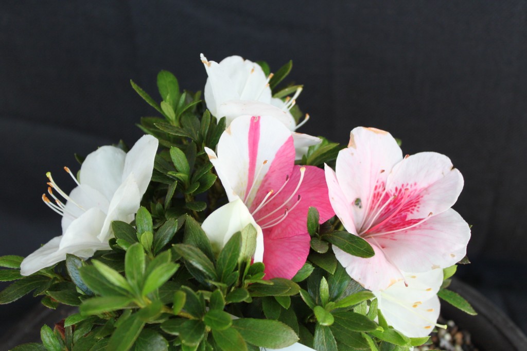 satsuki azalea bonsai