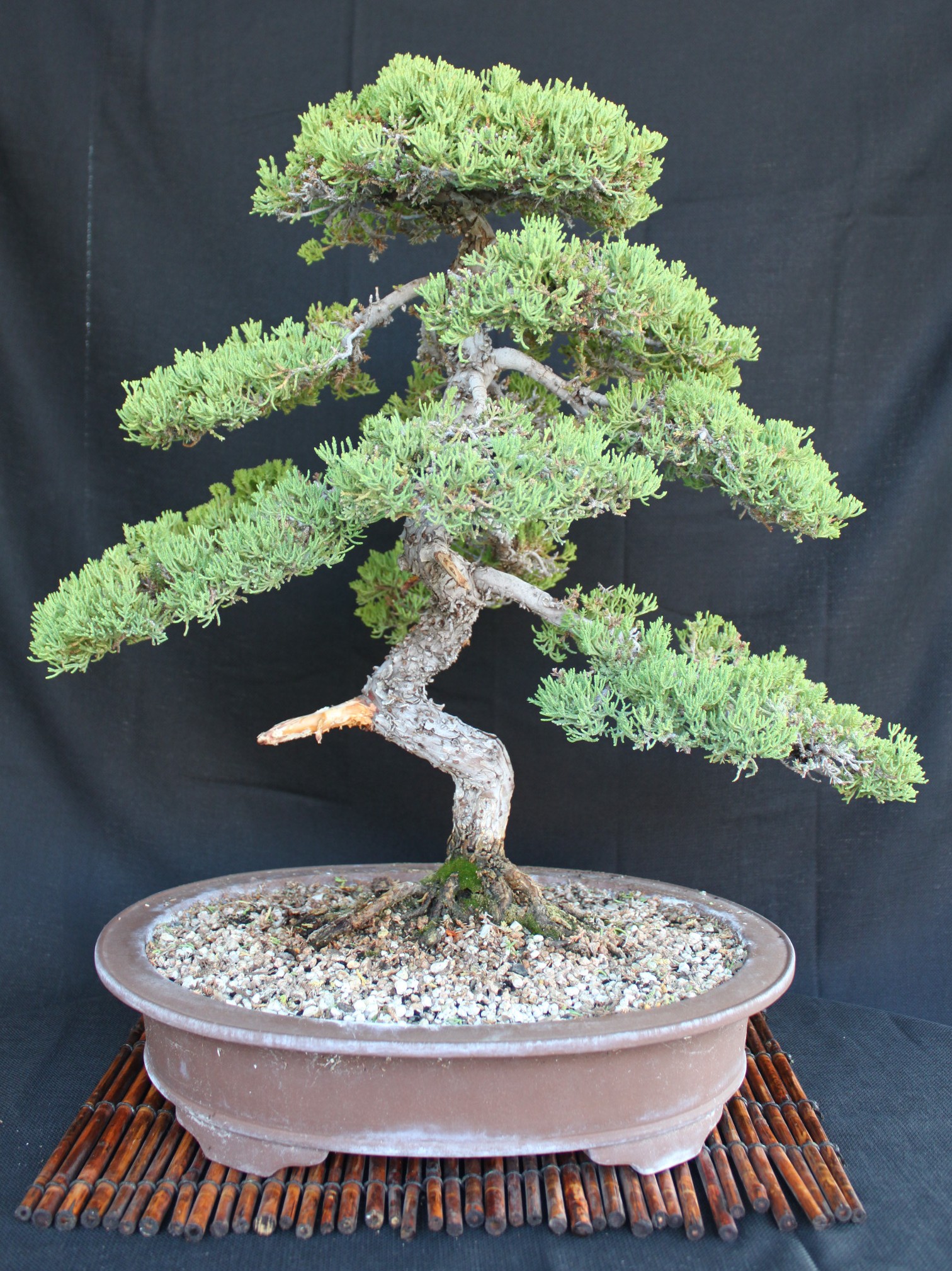 Bonsai Care