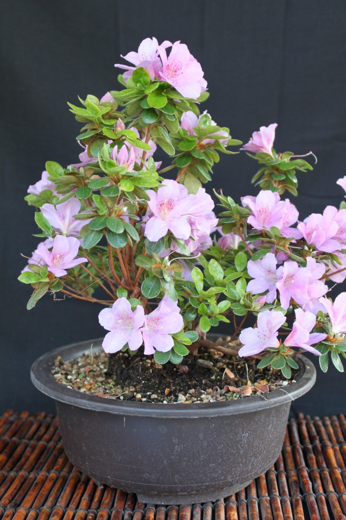 Azalea Bonsai