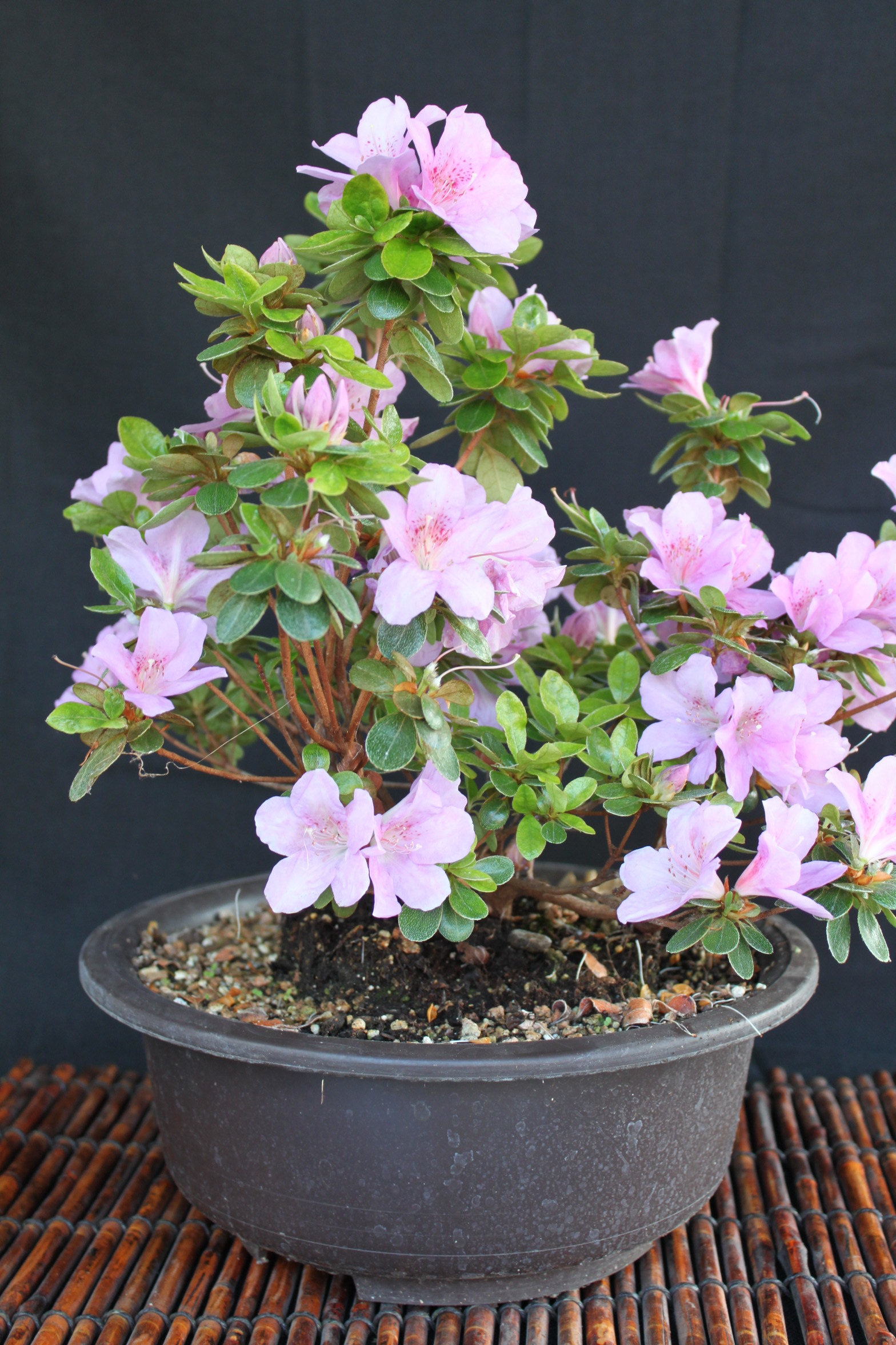 miniature azalea bonsai