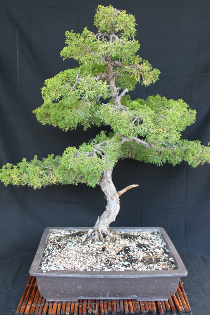 sargent juniper bonsai, shimpaku juniper bonsai