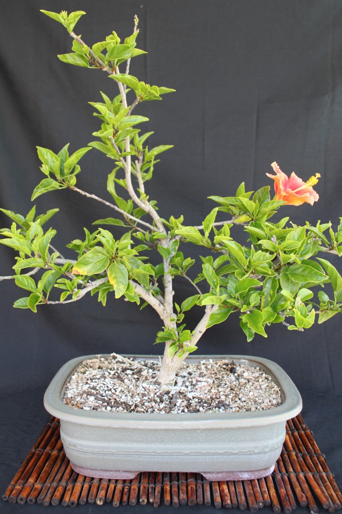 Hibiscus bonsai