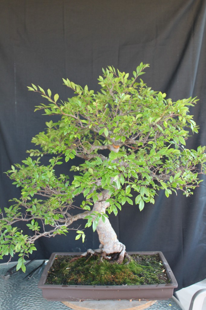 Chinese Elm Bonsai