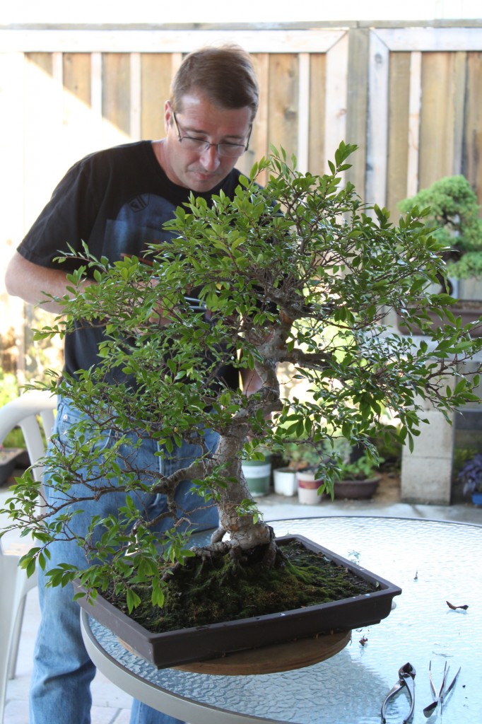 chinese elm bonsai pruning