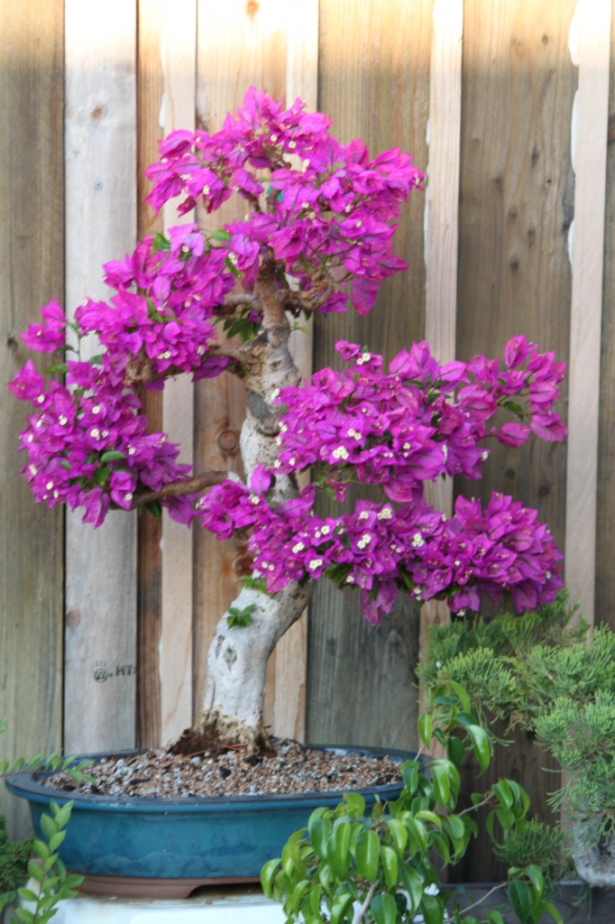 bougainvillea bonsai