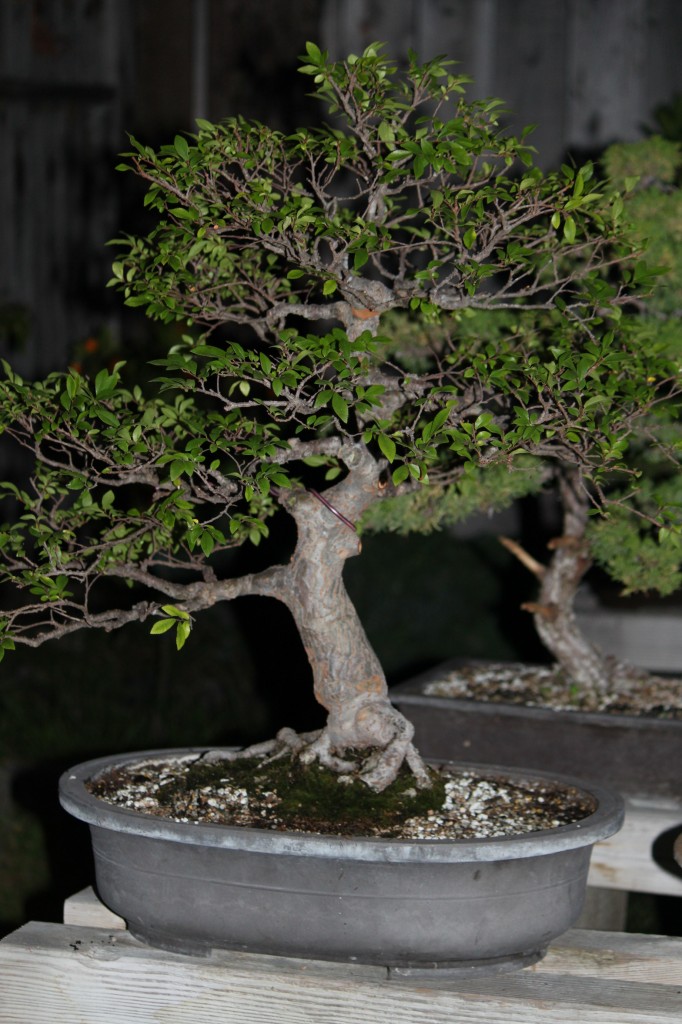 Chinese elm bonsai