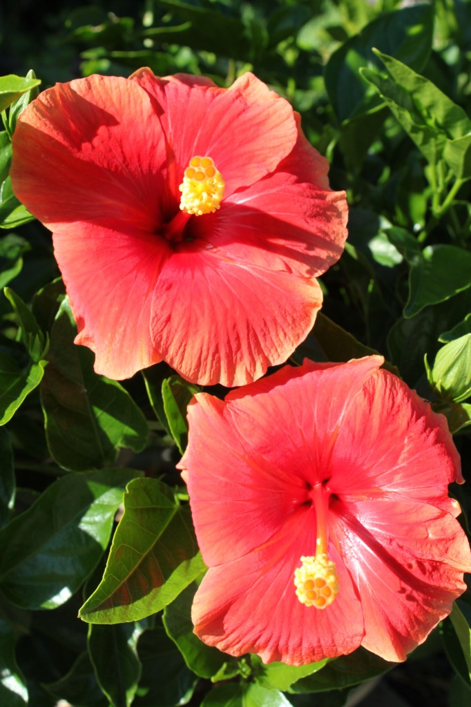 hibiscus sinensis