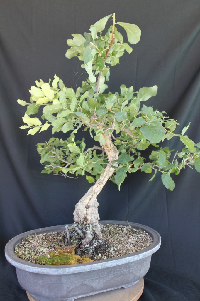 cork oak bonsai, oak bonsai