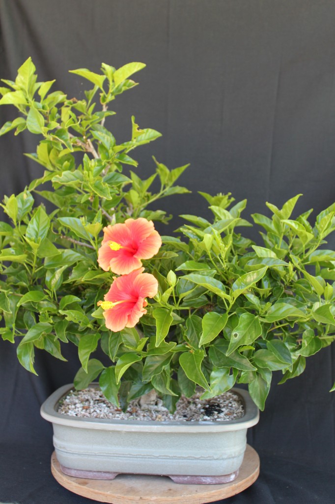 hibiscus bonsai