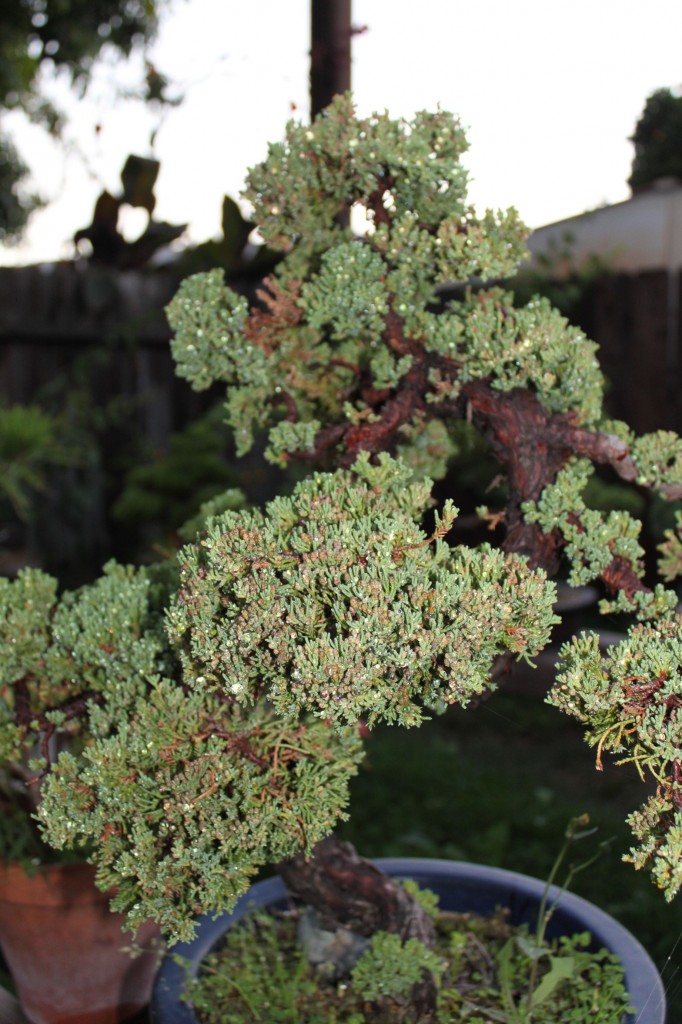 japanese juniper bonsai