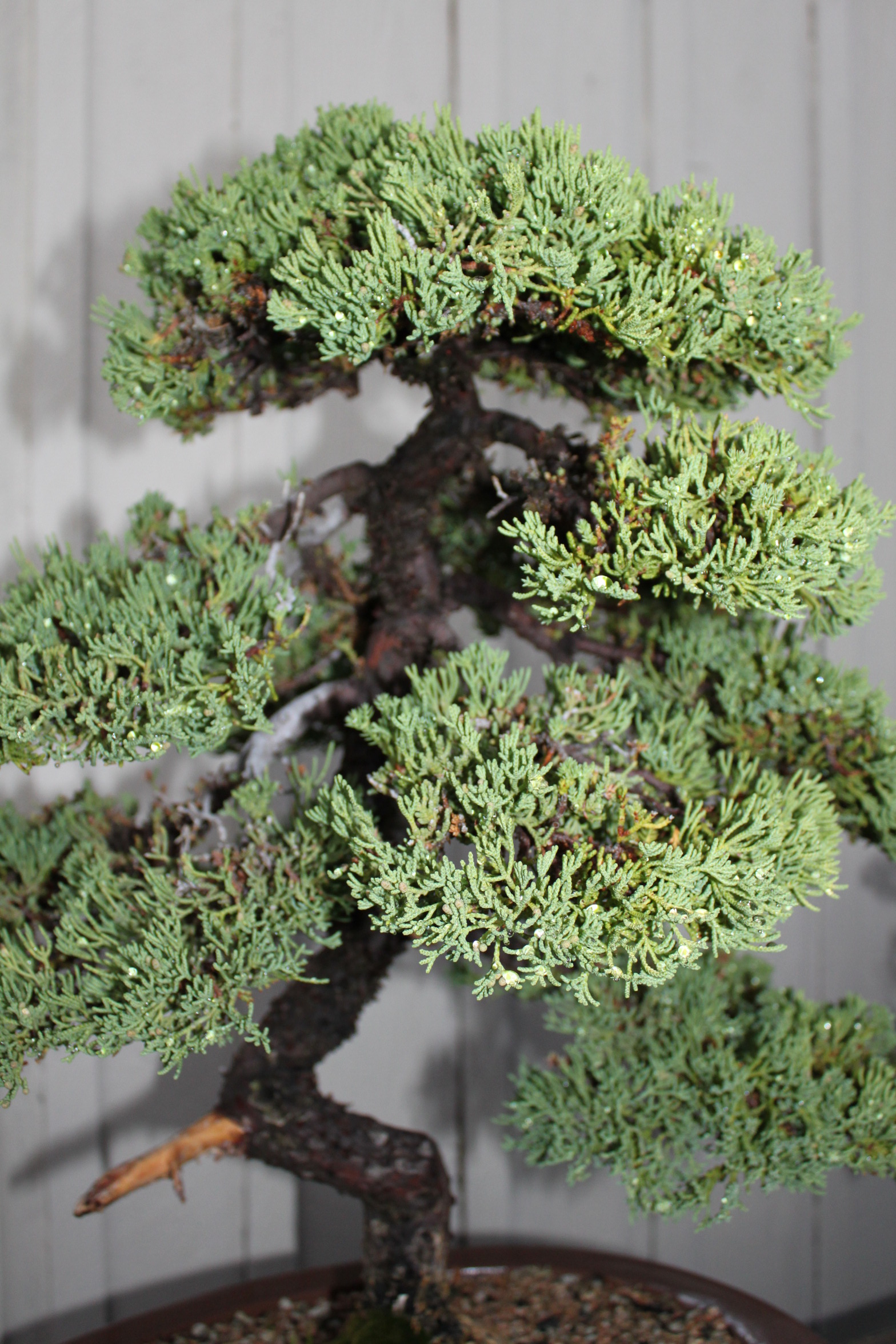 Juniper Bonsai Tree Dying