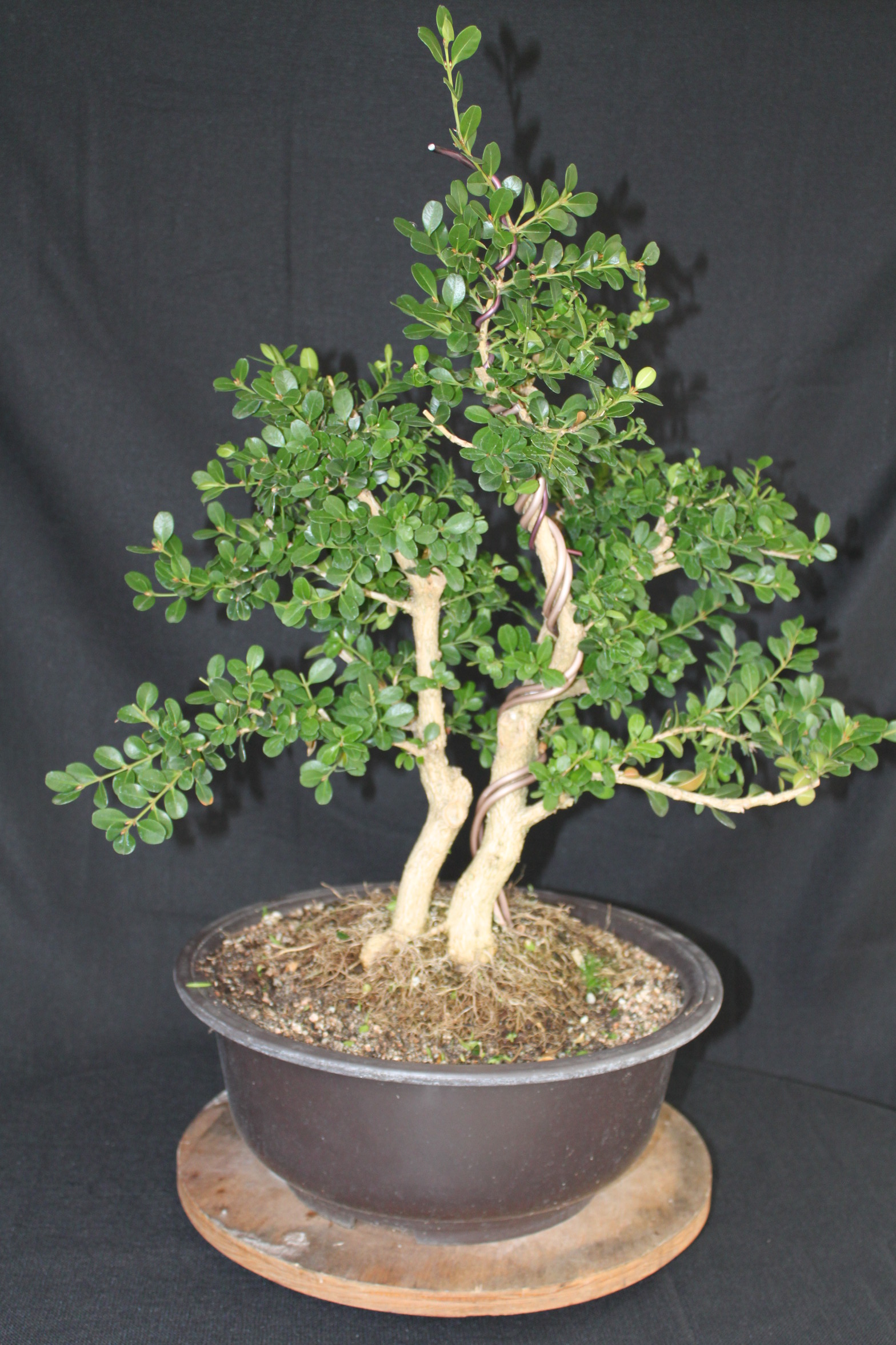 Boxwood Bonsai 