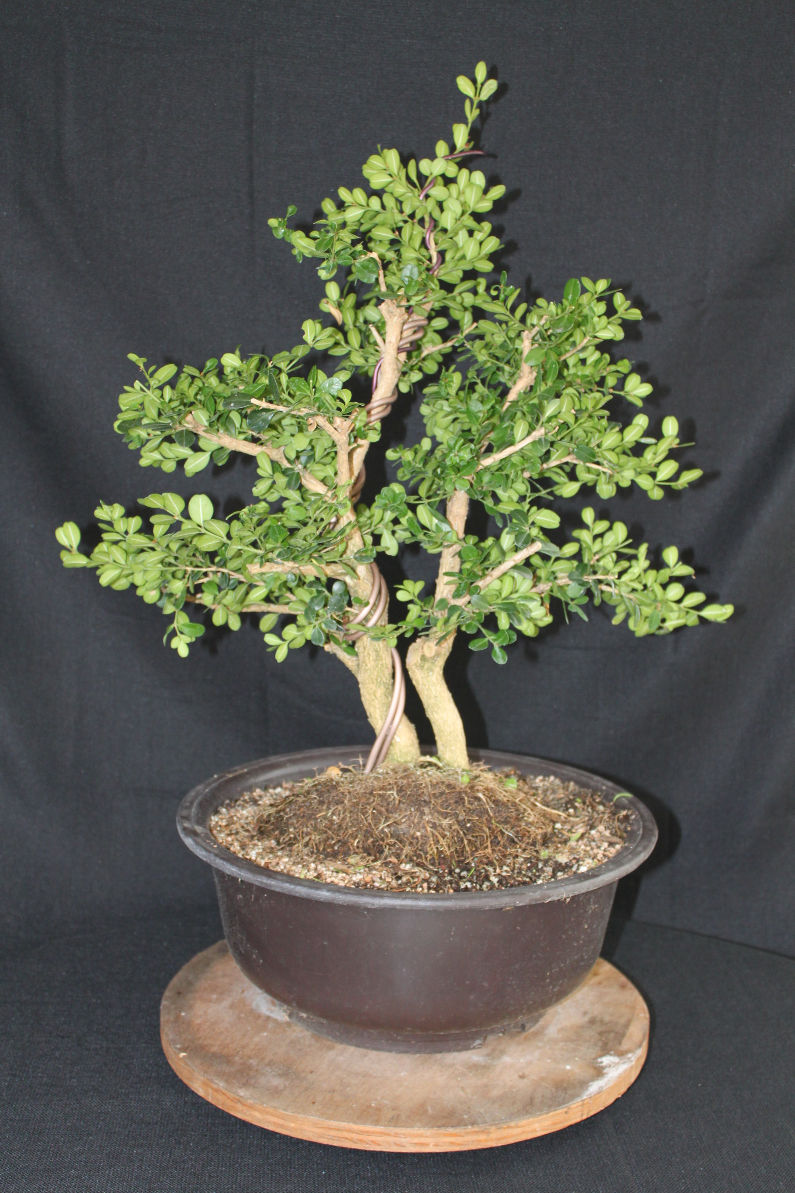 boxwood-bonsai-kuromatsubonsai