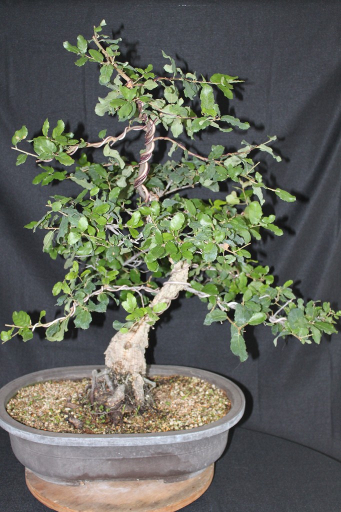 cork oak bonsai