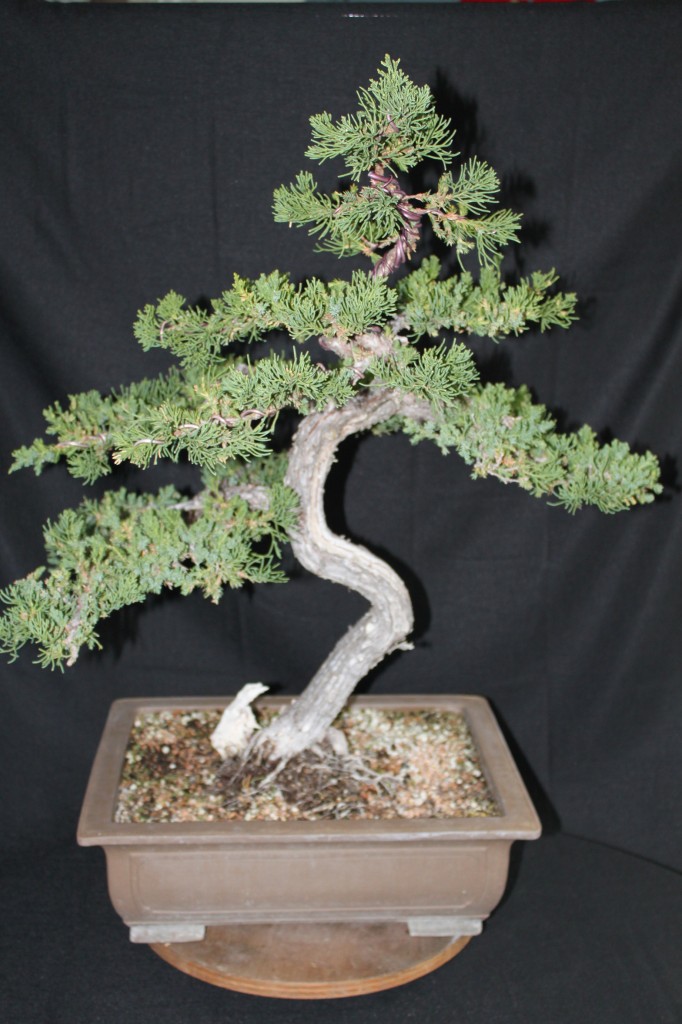 juniper bonsai