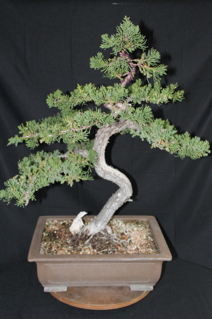 San Jose Juniper Bonsai