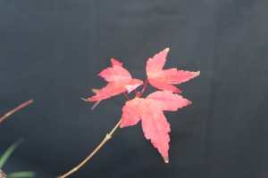 trident maple, fall color