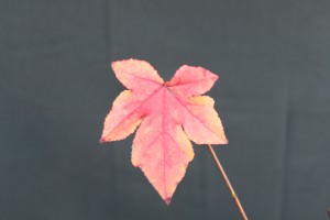 liquidambar fall leaf