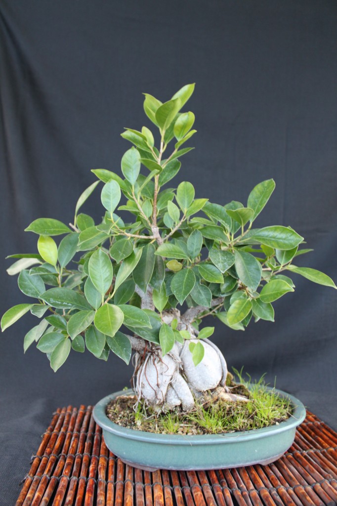 ginseng ficus, ginseng ficus bonsai, how to bonsai ginseng ficus