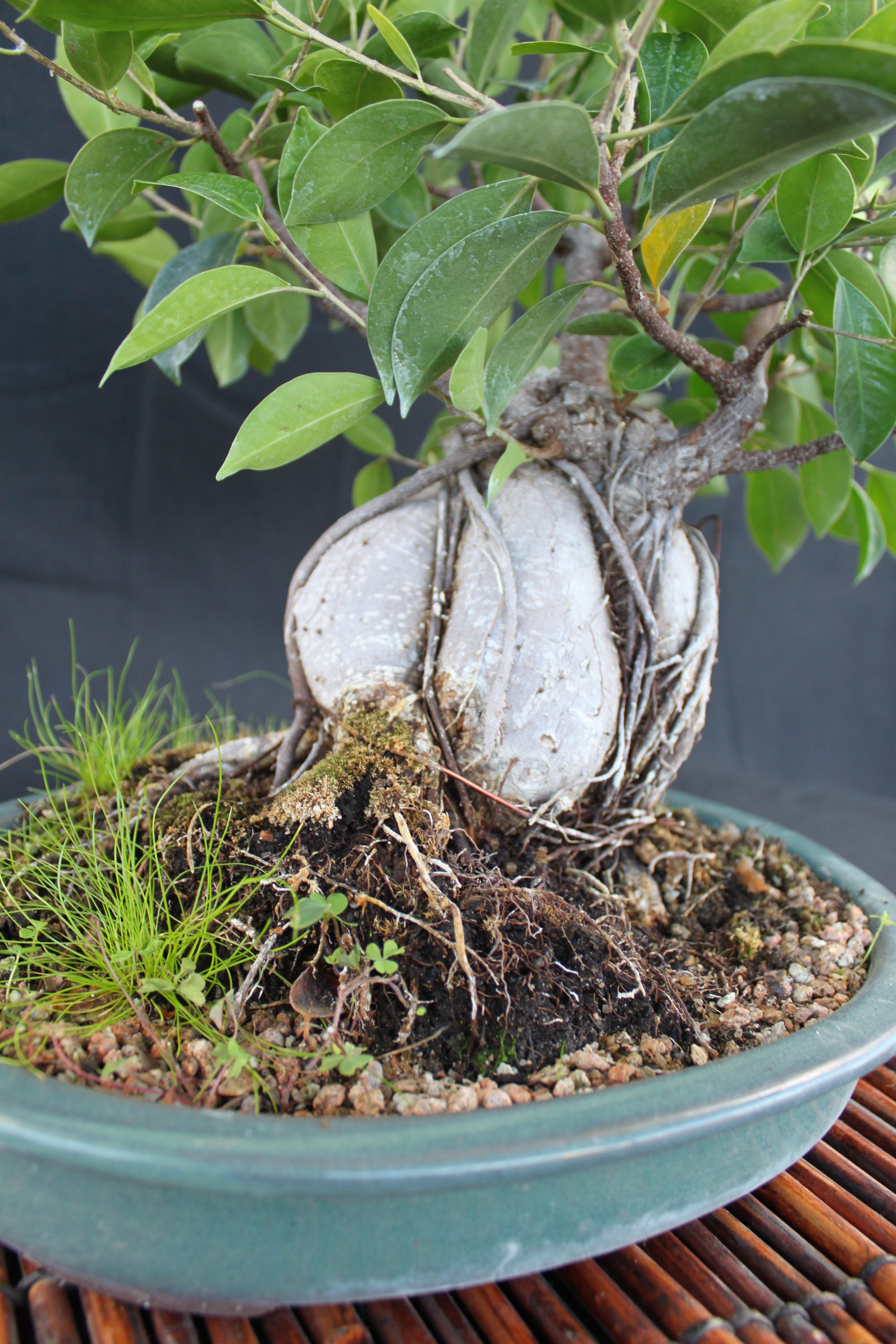 Ginseng Grafted Ficus (Microcarpa) Indoor Bonsai 6-8 - Brussel's Bonsai