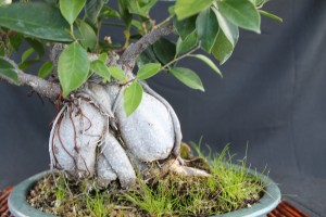 ginseng ficus, ginseng ficus bonsai, how to bonsai ginseng ficus