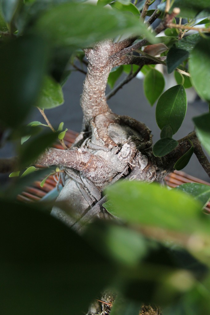 ginseng ficus, ginseng ficus bonsai, ginseng ficus bonsai pruning, ginseng ficus bonsai how to