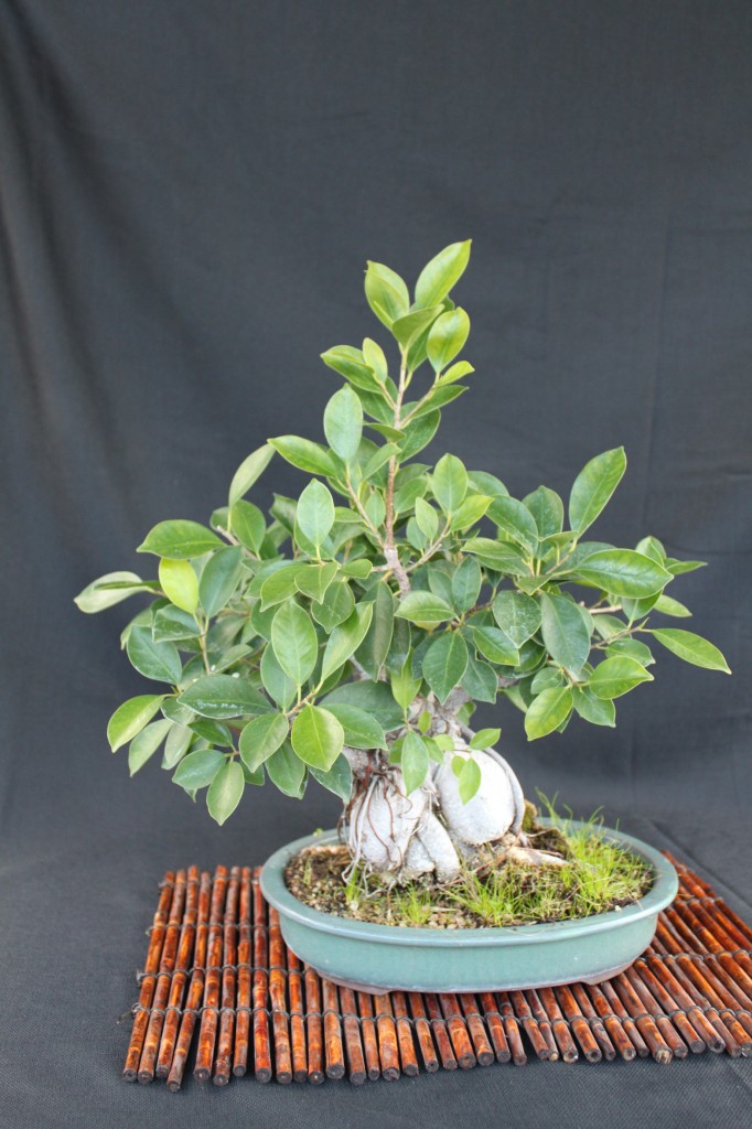 ginseng ficus, ginseng ficus bonsai, ginseng ficus bonsai how to