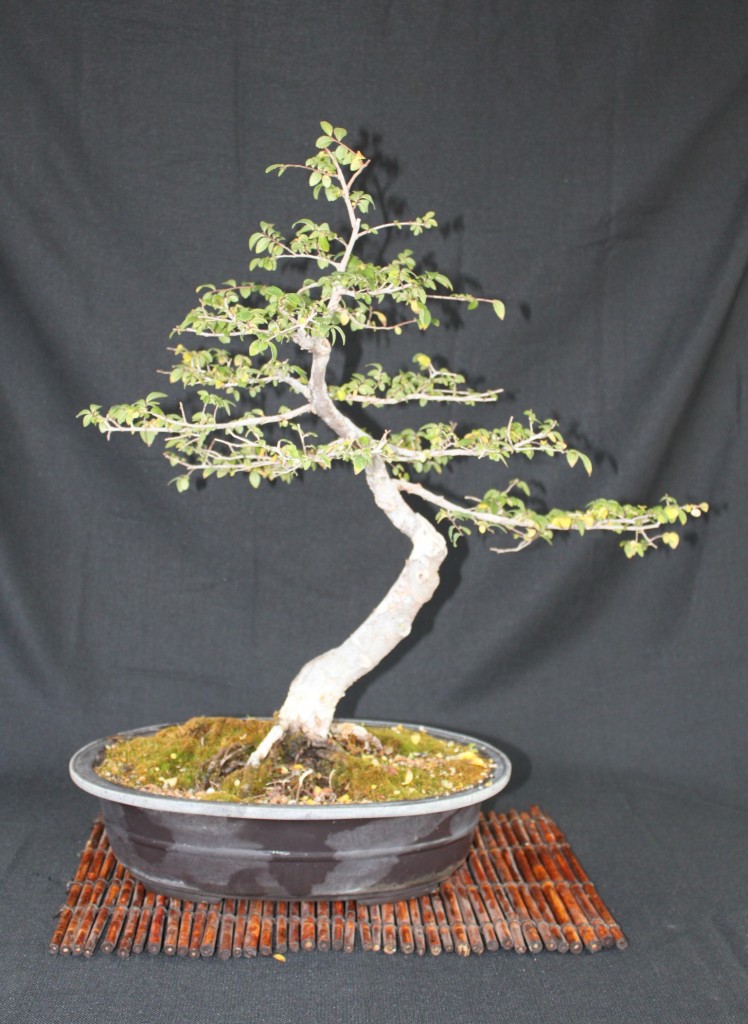 chinese elm bonsai