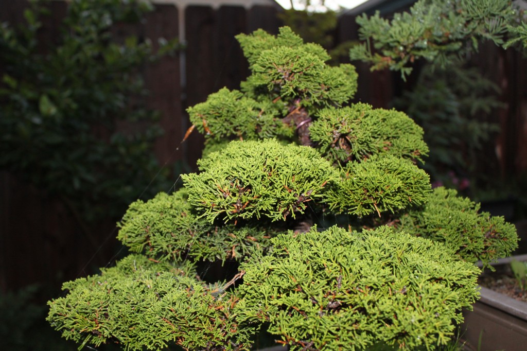 shimpaku juniper bonsai, sargent juniper bonsai, itoigawa shimpaku, itoigawa bonsai