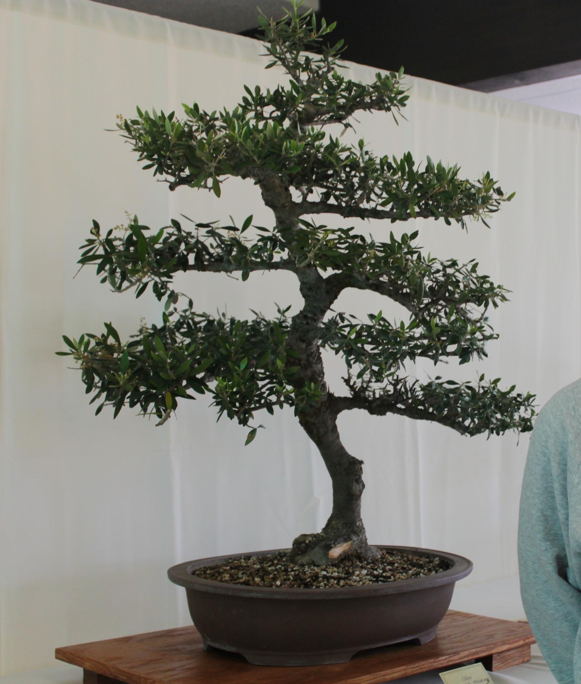 Juniper Bonsai Tree