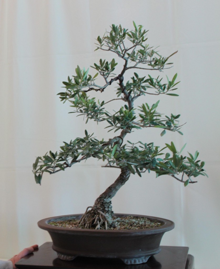 olive bonsai, olive bonsai tree