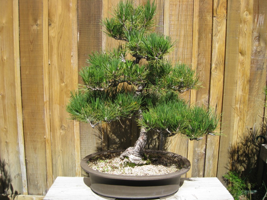 black pine bonsai