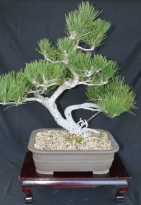 black pine bonsai