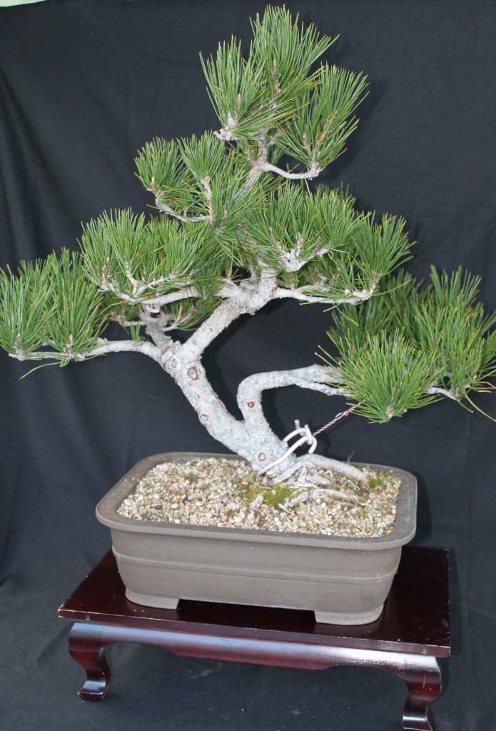 black pine bonsai