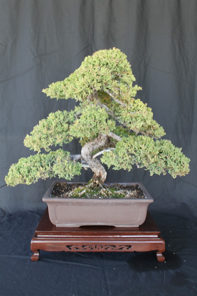 japanese juniper bonsai