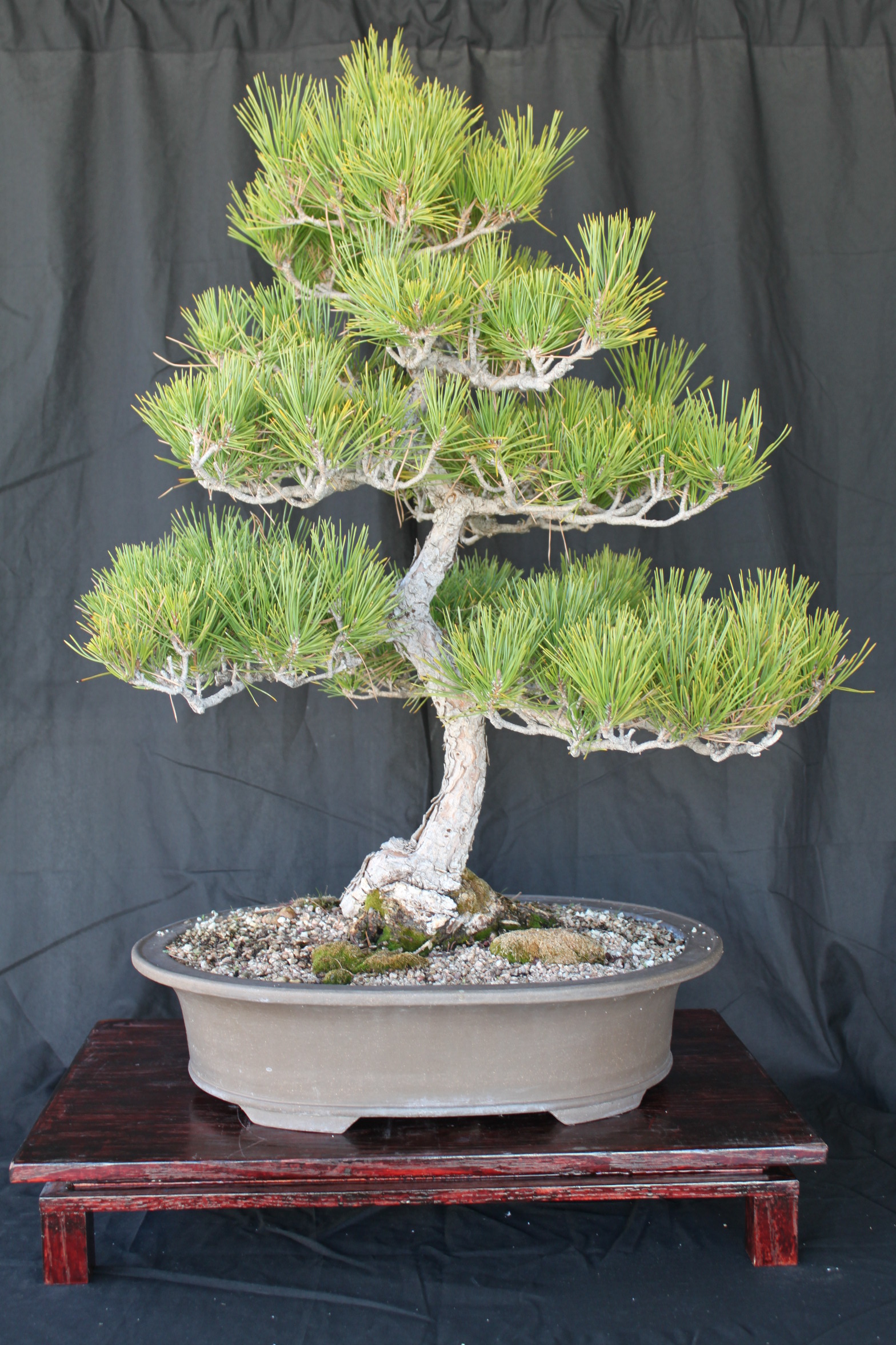 Here's my pine with the wire left in to thicken the trunk. : r/Bonsai