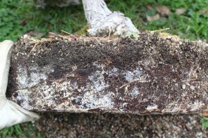 japanese black pine bonsai beneficial fungus mycorrhizae