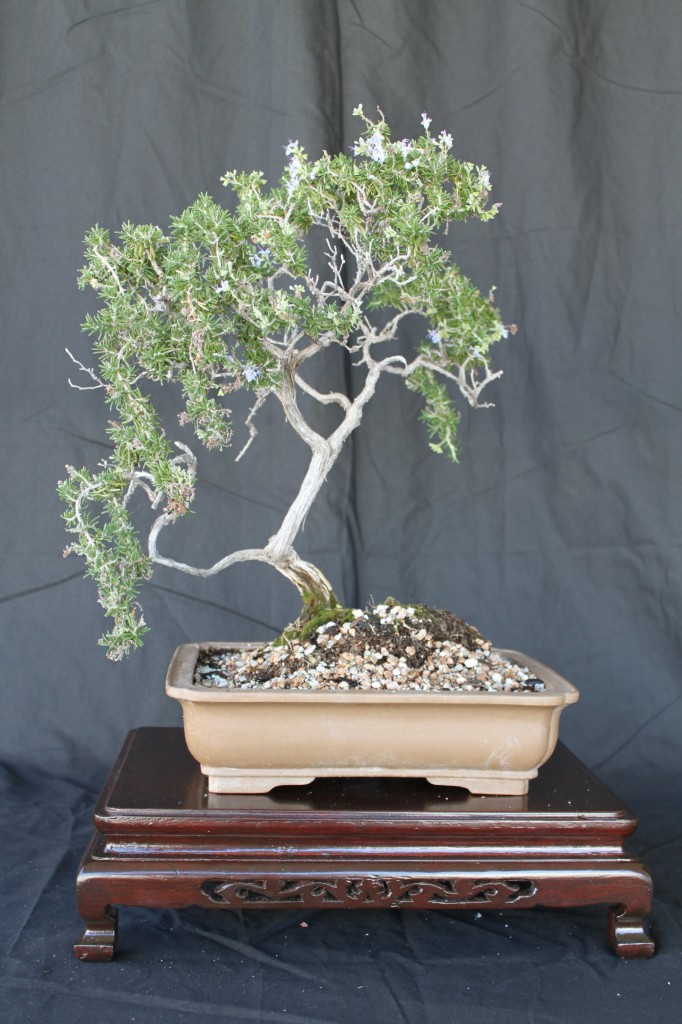 Rosemary Bonsai