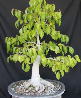 Ficus Benjamina Bonsai 4