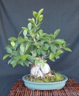 Ginseng Ficus Bonsai 1
