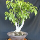 Ficus Benjamina Bonsai 2