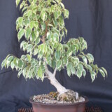 Ficus Benjamina Bonsai 3