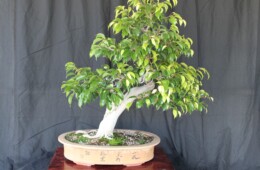 Ficus Bonsai 1