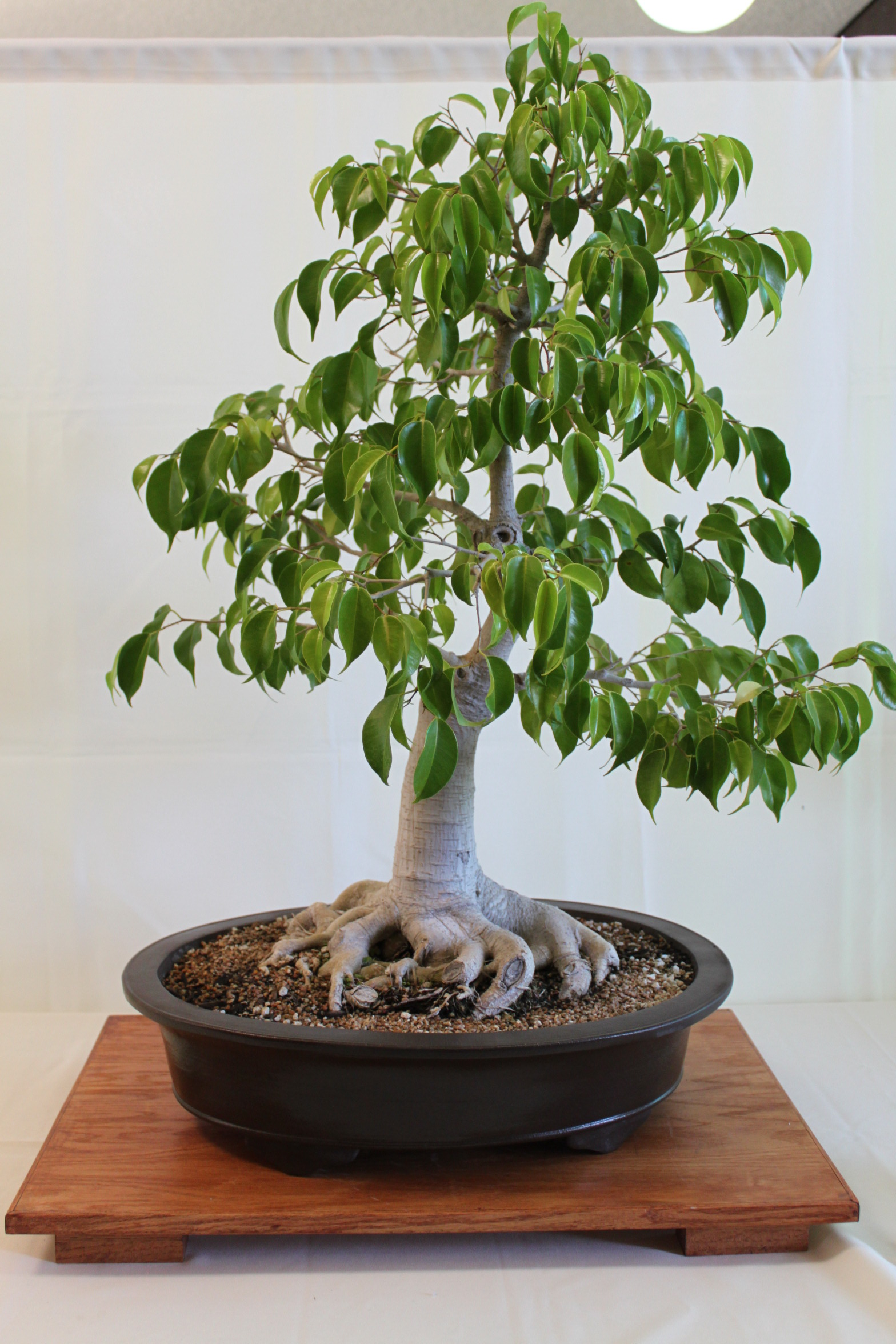Noface swinging happily in my bonsai : r/houseplants